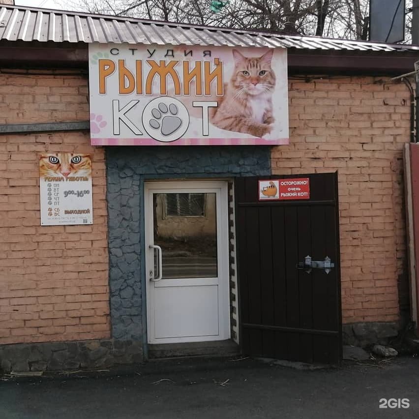 Рыжий кот логотип. Рыжий кот студия. В вк арт студия рыжий кот. Рыжий кот студия. Арт студия рыжий кот.