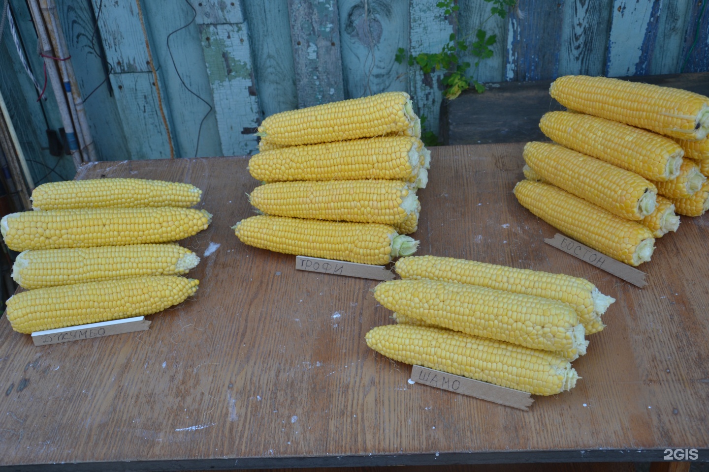 амурский дачник