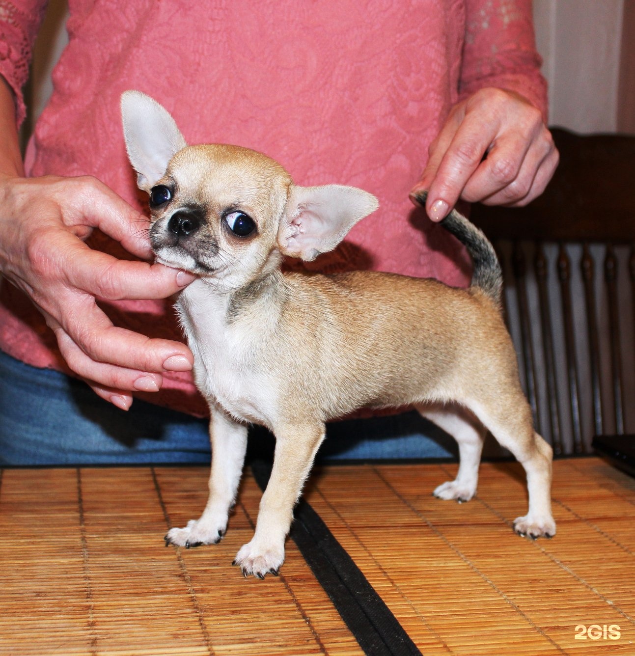 чихуахуа рикко вигал леонардо. чихуахуа на улице. чихуахуа милли. чихуахуа рикко вигал. улица чихуахуа.