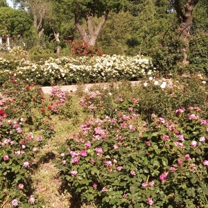 Фото от владельца Ботанический сад, ОНУ