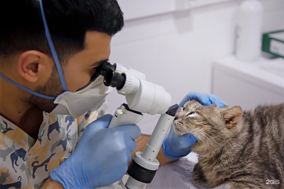 зоозащита нн ул коминтерна 29а