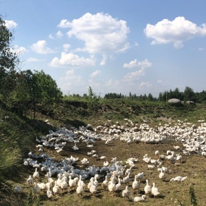 Фото от владельца Муслим, ООО, фермерское хозяйство