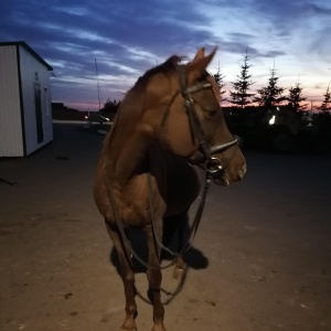 Фото от владельца Высокогорский конный двор