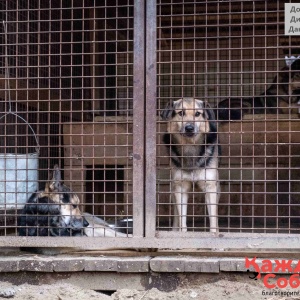 Фото от владельца Приют для бездомных собак