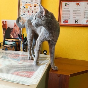 Фото от владельца Котариум, гостиница для кошек