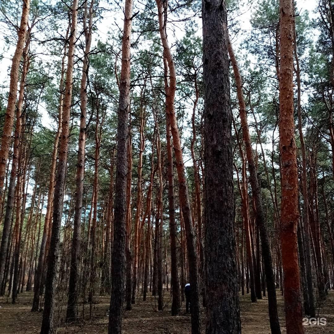 Карта парк танаис воронеж