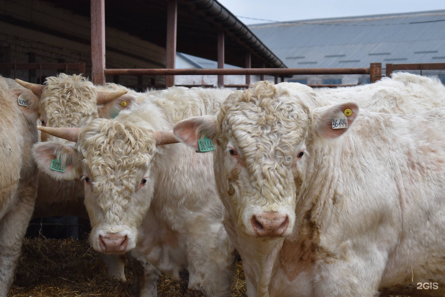 ангус-абердины в калининградской области. животноводство в калининградской области. калининградское животноводство. калининградское животноводство. скотоводство калининград.