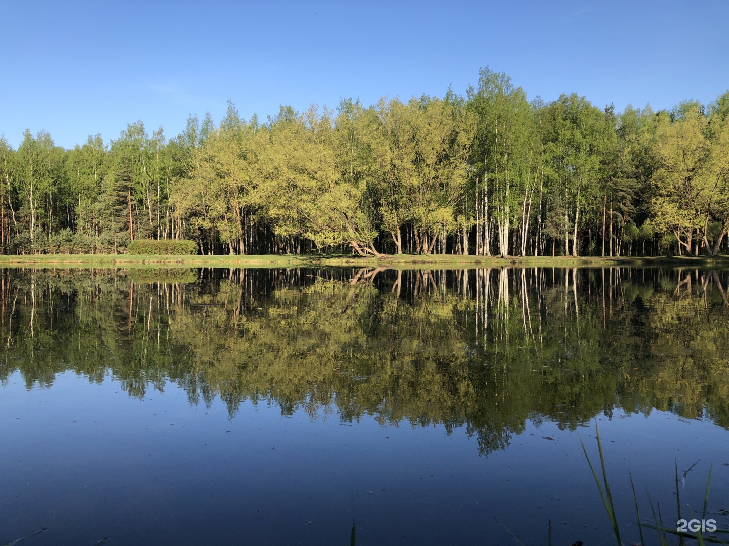 Сосновка. Сосновка (городской округ озёры). Парк Сосновка Санкт-Петербург туман. Сосновка парк город Новокузнецк. Сосновка профессиональные фотографии.