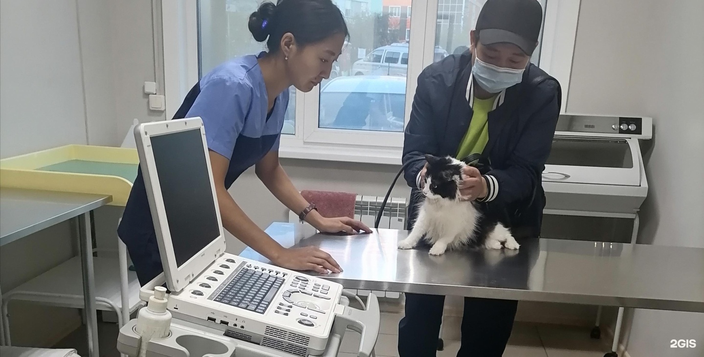 зоосфера биология. альфавет астрахань. зоосфера улан удэ. астана ветклиника зоосфера. зоосфера улан удэ.