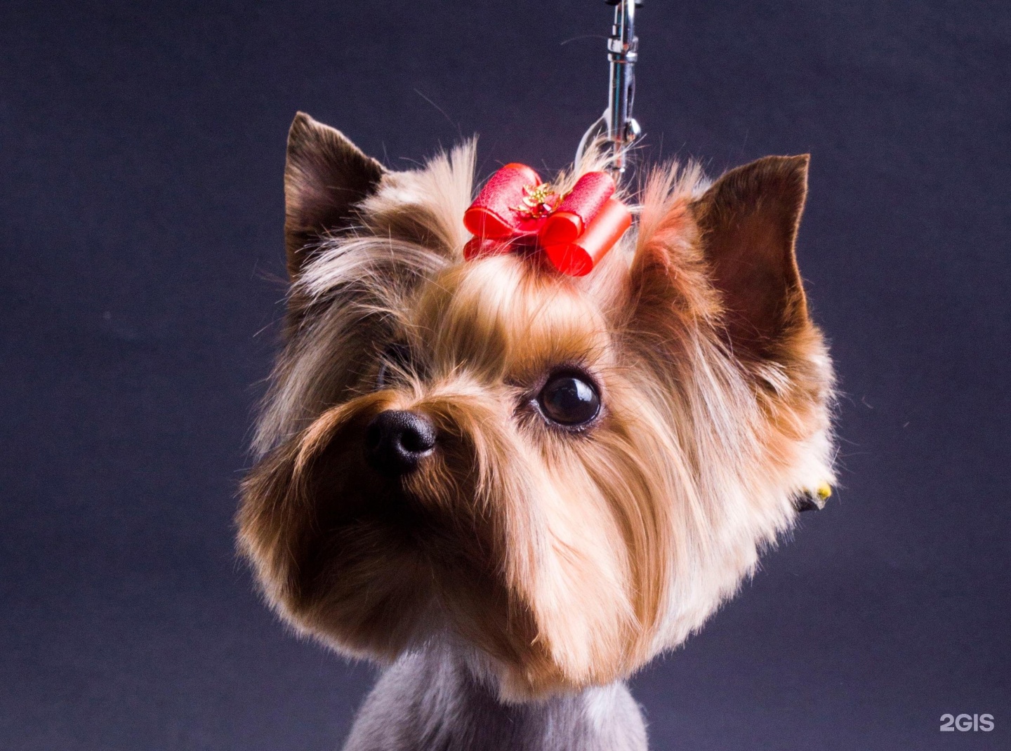 Цветные йорки фото. 2 йорка. Йорк терьер щенок 2мес. Йорк терьер 2 месяца. Йоркширский терьер мини.