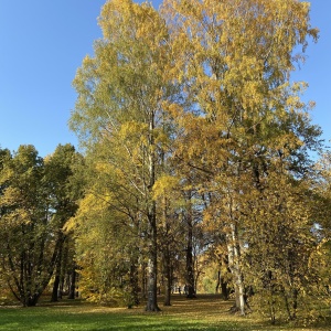 Фото от владельца Центральный парк культуры и отдыха им. С.М. Кирова