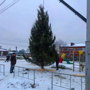 Фото от владельца Из леса, служба доставки живых елок