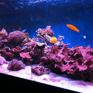 Фото от владельца Морской аквариум на Чистых прудах, океанариум