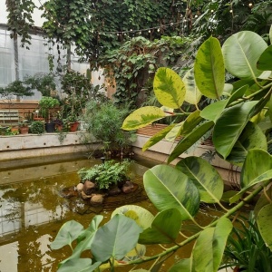 Фото от владельца Оранжерея Таврического сада