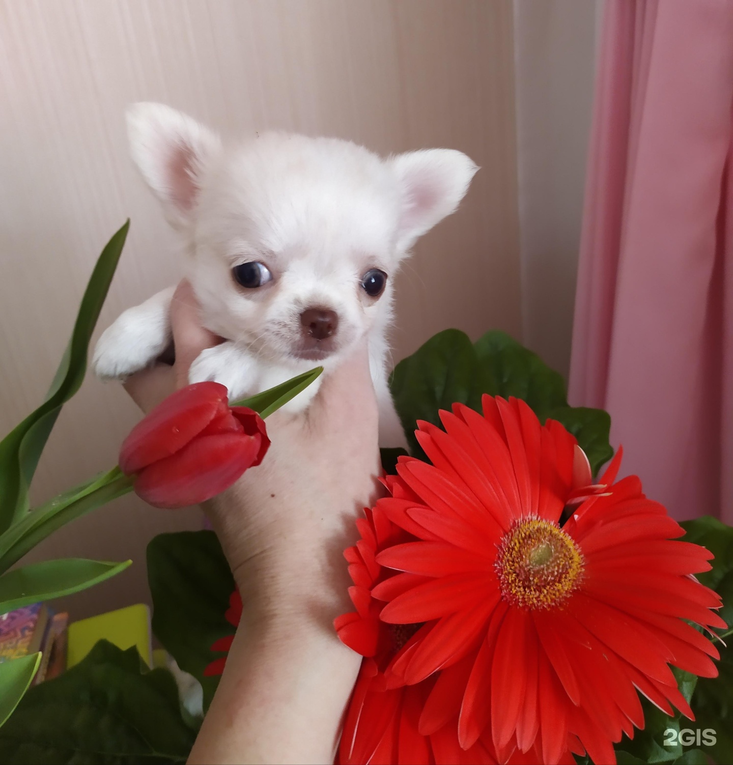 чихуахуа на улице. чихуахуа на прогулке. улица чихуахуа. щенки чау хуа. чихуахуа рикко вигал, московский.