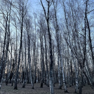 Фото от владельца Солнечный остров, парк культуры и отдыха