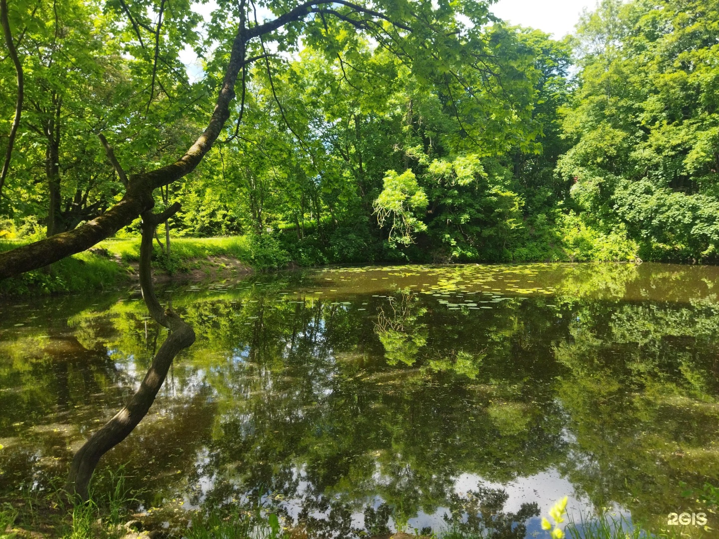 Ландшафтный парк в калининграде фото