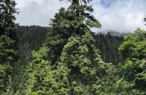 кп. Домбай: Отель Альпенхауз