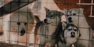 Матросы: Турбаза Husky Moa