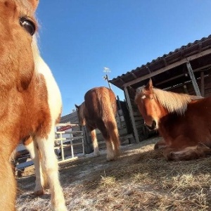 Фото от владельца Royal Horse, конный клуб