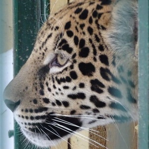 Фото от владельца Костромской зоологический парк