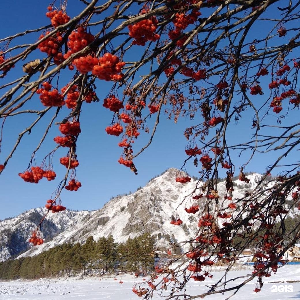 Феникс алтайский фото