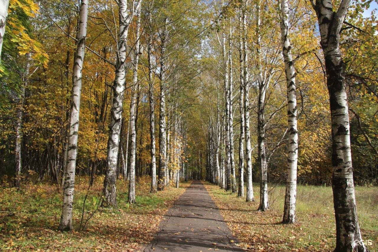 Голицыно можайск. Природа Голицыно. Голицыно Подмосковье. Лес Голицыно. Голицыно Одинцовский район Московская область.