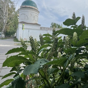 Фото от владельца Ризоположенский женский монастырь