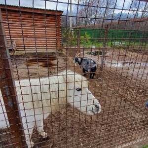 Фото от владельца Ивановский зоопарк