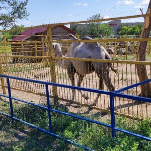 Фото от владельца Карагандинский государственный зоопарк