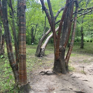 Фото от владельца Дендрарий, Волжско-Камский природный государственный биосферный заповедник