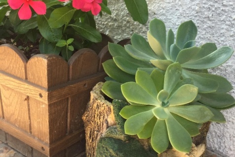 Гагра: Гостевой дом Маргарита