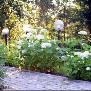 Фото от владельца Белая усадьба, питомник растений