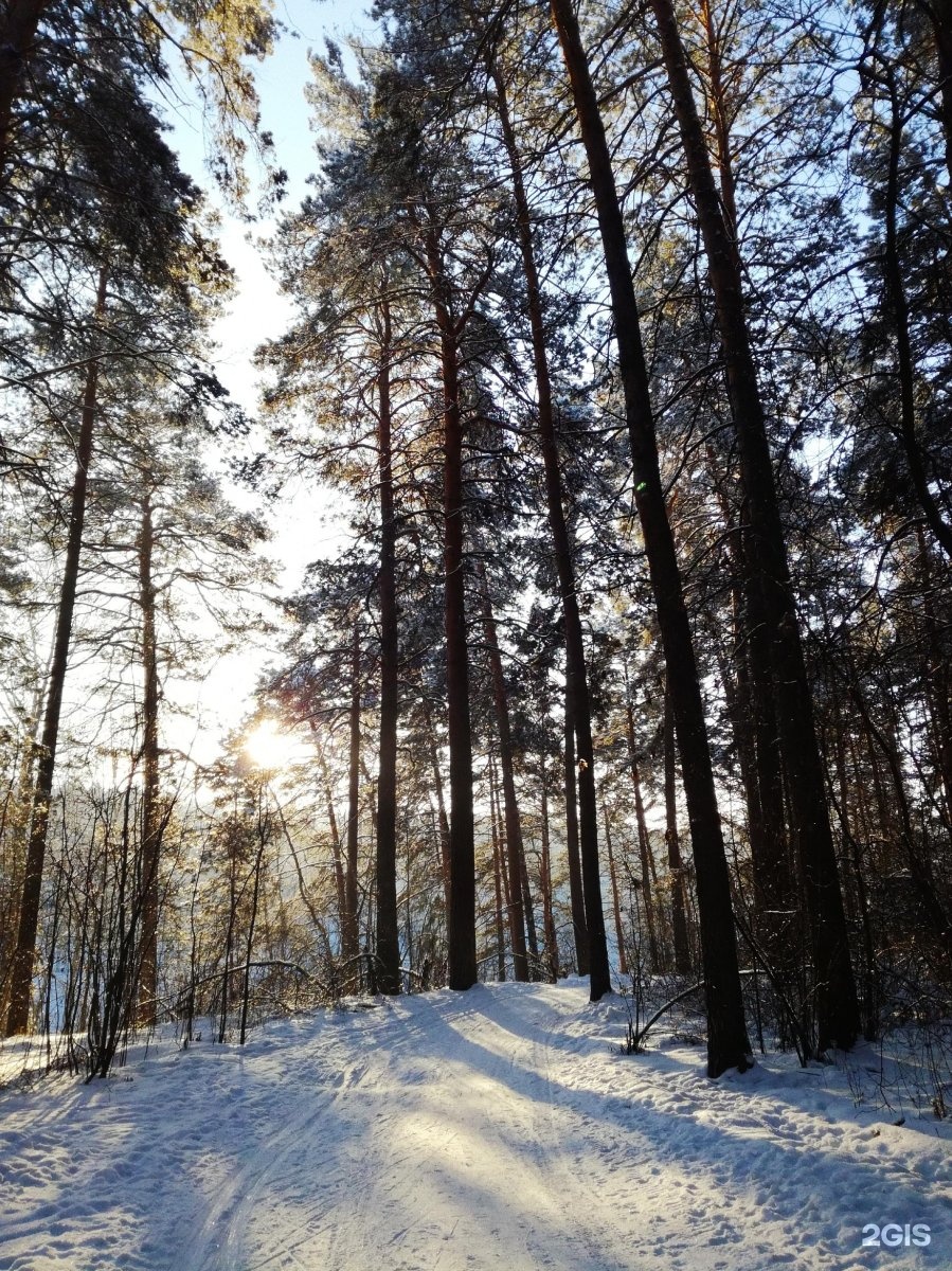 Заельцовский парк новосибирск зимой
