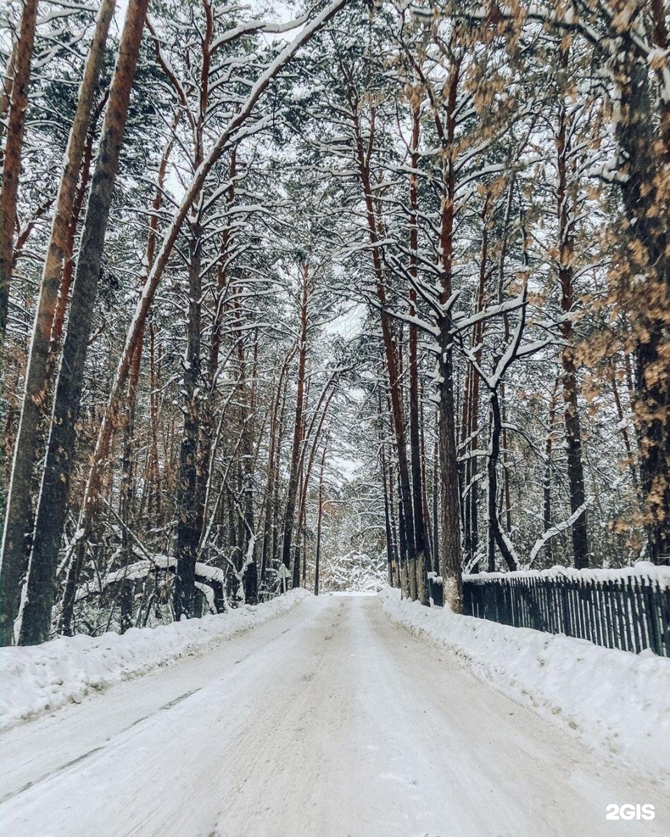 заельцовский парк новосибирск зимой