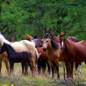 Фото от владельца Байкальский конно-туристический центр