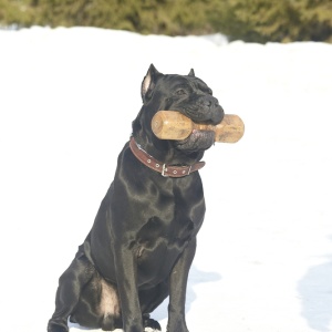 Фото от владельца TopDog, центр прогрессивной дрессировки и груминг салонов