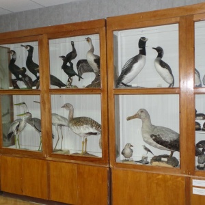 Фото от владельца Зоологический музей, ТюмГУ
