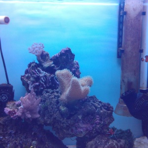 Фото от владельца Арована, аквариумный салон