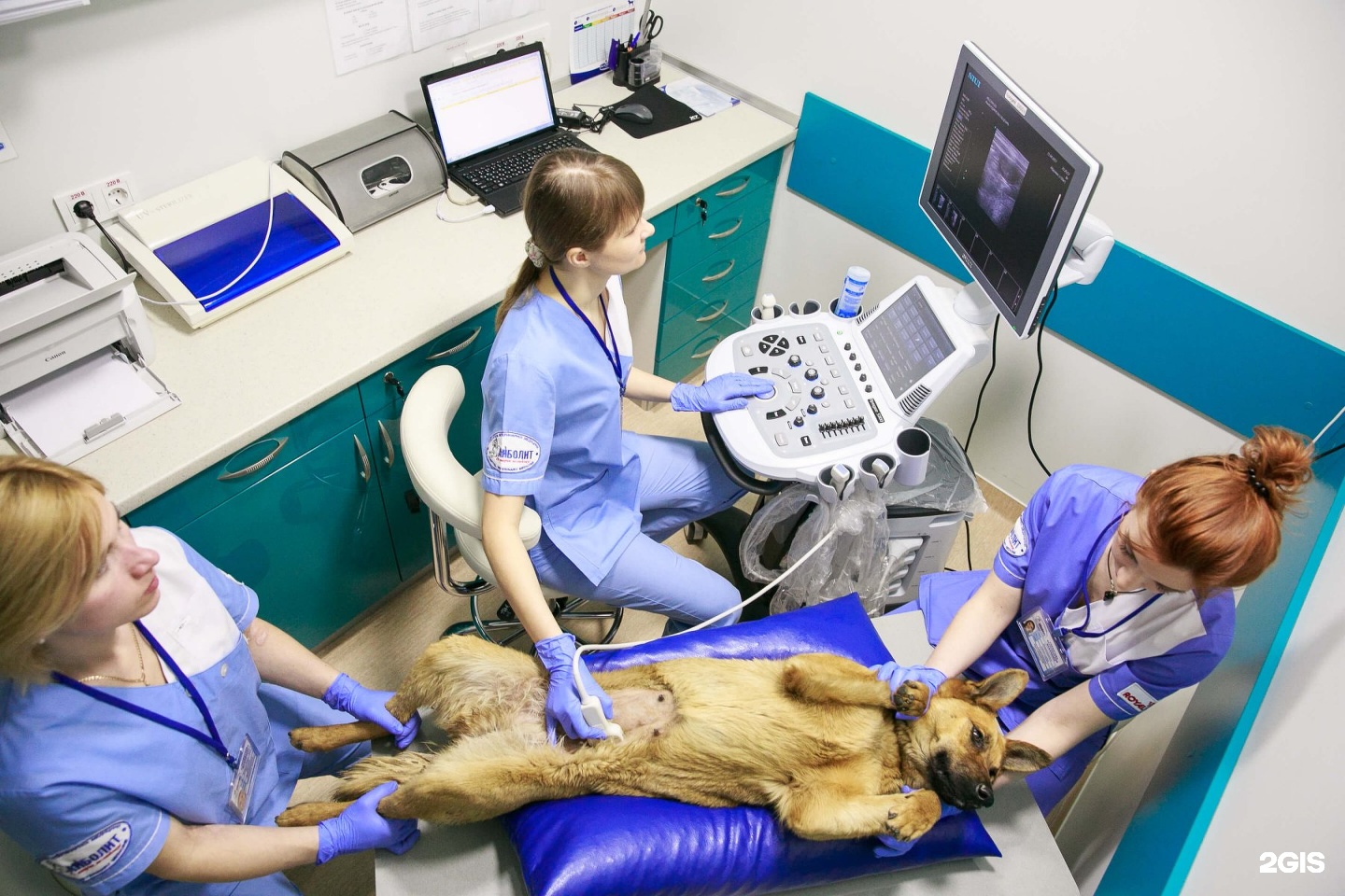 Обследование кошек. Современная Ветеринария. Оборудование ветеринара. Ветеринария в современном мире.