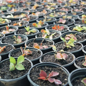 Фото от владельца Green Market, древесный питомник