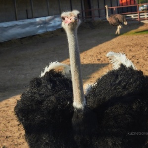 Фото от владельца Красавинский Хуторок, страусиная ферма