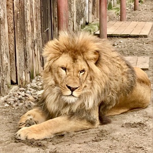 Фото от владельца Пермский зоопарк