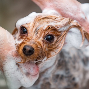 Фото от владельца Dog is Dog, груминг-студия