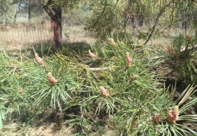 Турбаза Маламут Ленд в Самарской области