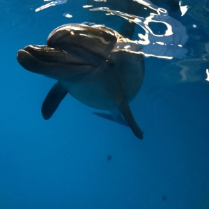 Фото от владельца Нижегородский дельфинарий