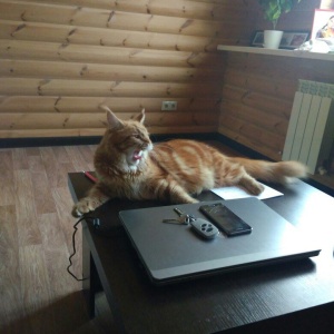Фото от владельца Любава, гостиница для кошек