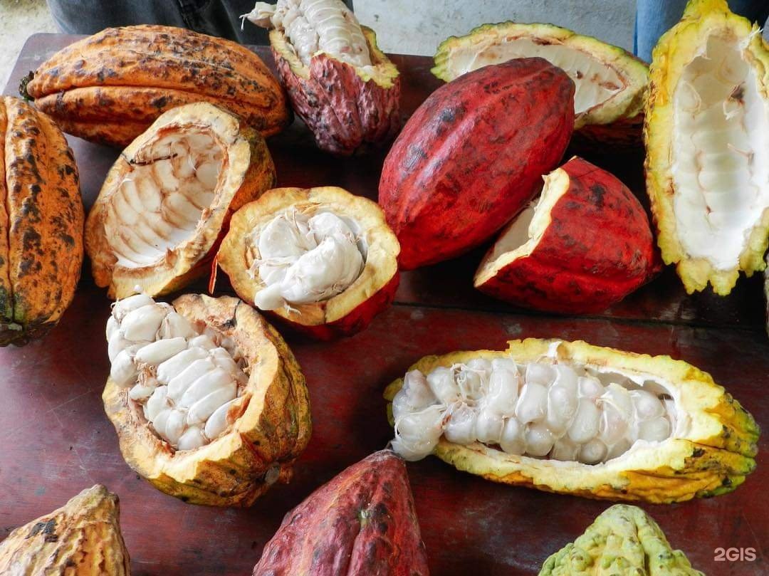 тропические фрукты. плоды шоколадного дерева. корни какао. шоколадное дерево. какао бобы.