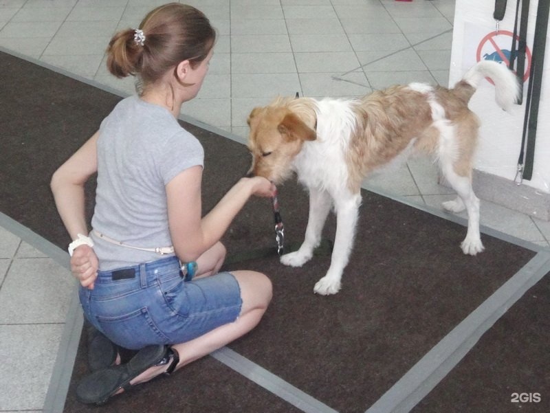 Почему собаки занимаются. Собаки занимаются с человеком. Кюс собаки центр Косарева. Догги центр. Фото Кэт Напа и дог дея.