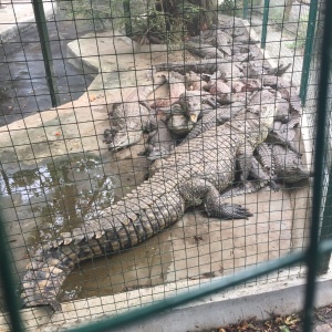 Фото от владельца Сафари-Парк, зоопарк